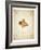 Maple leaf on yellowed paper, beige-Axel Killian-Framed Photographic Print