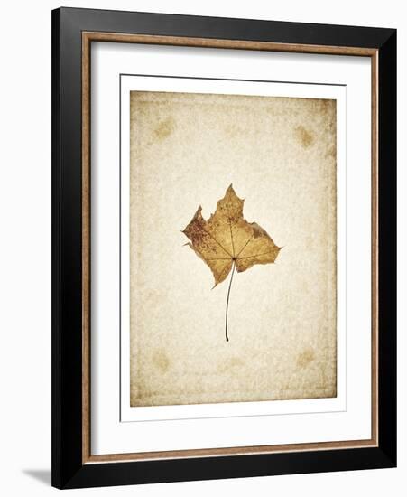 Maple leaf on yellowed paper, beige-Axel Killian-Framed Photographic Print