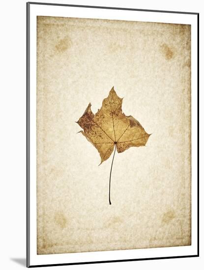 Maple leaf on yellowed paper, beige-Axel Killian-Mounted Photographic Print