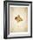 Maple leaf on yellowed paper, beige-Axel Killian-Framed Photographic Print