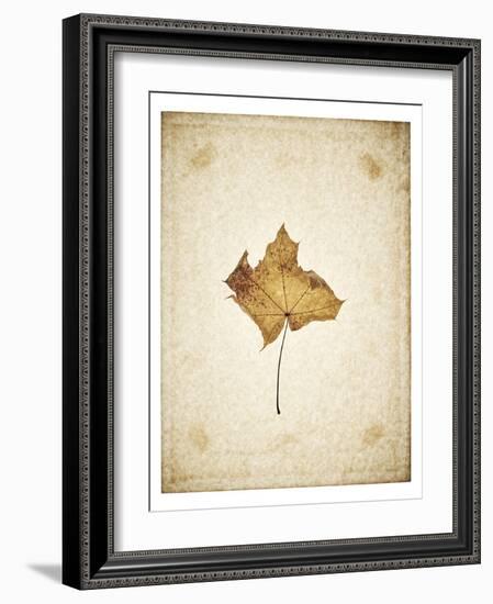 Maple leaf on yellowed paper, beige-Axel Killian-Framed Photographic Print