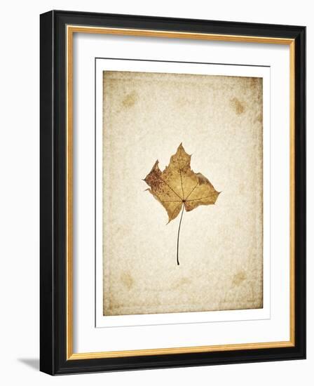 Maple leaf on yellowed paper, beige-Axel Killian-Framed Photographic Print