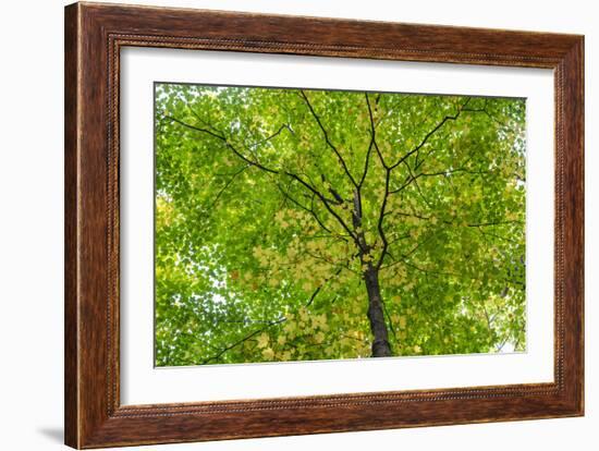 Maple Leaf Profusion-Michael Hudson-Framed Art Print