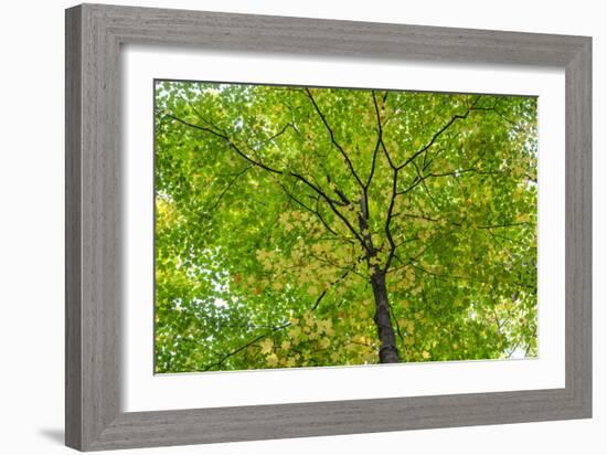 Maple Leaf Profusion-Michael Hudson-Framed Art Print