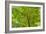 Maple Leaf Profusion-Michael Hudson-Framed Art Print
