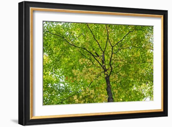 Maple Leaf Profusion-Michael Hudson-Framed Art Print