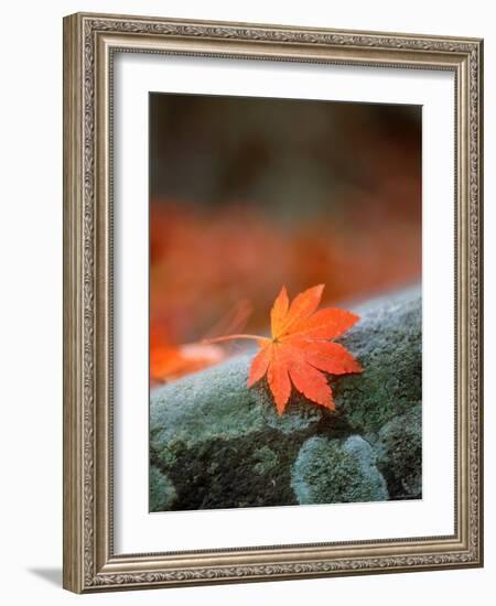 Maple Leaf-null-Framed Photographic Print