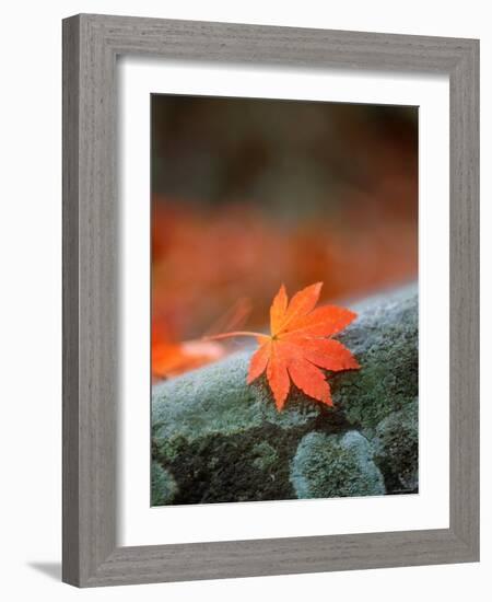 Maple Leaf-null-Framed Photographic Print