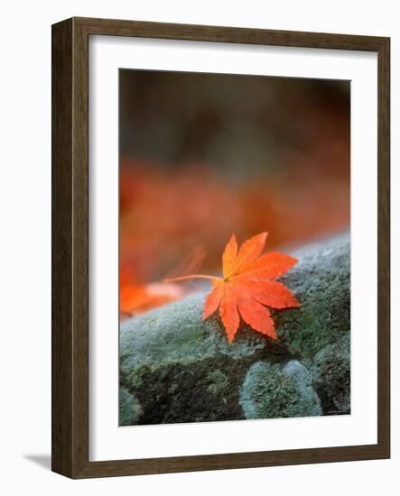 Maple Leaf-null-Framed Photographic Print