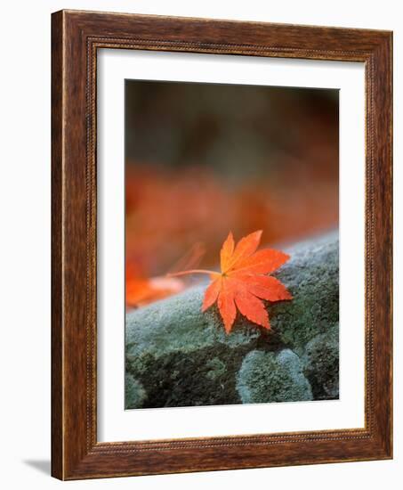 Maple Leaf-null-Framed Photographic Print