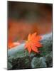 Maple Leaf-null-Mounted Photographic Print