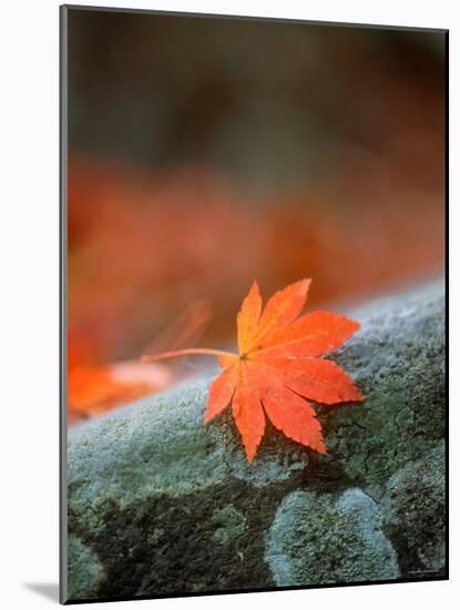 Maple Leaf-null-Mounted Photographic Print