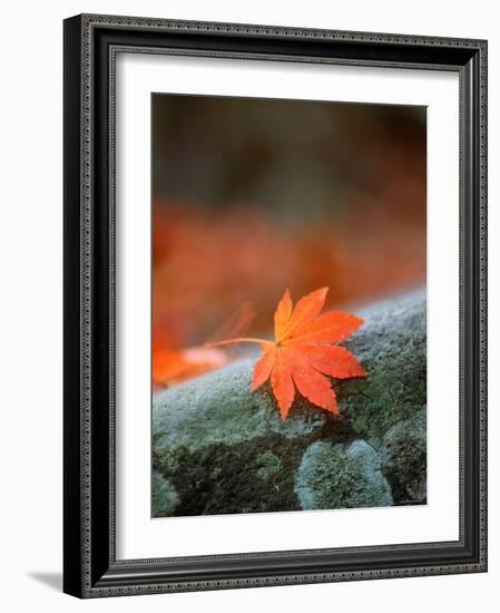 Maple Leaf-null-Framed Photographic Print