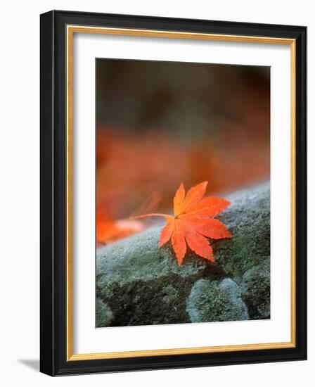 Maple Leaf-null-Framed Photographic Print