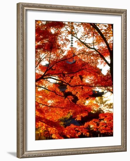 Maple Leaves and Shinnyo-Do Temple-null-Framed Photographic Print