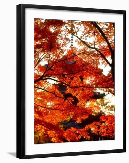 Maple Leaves and Shinnyo-Do Temple-null-Framed Photographic Print