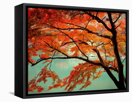 Maple Leaves, Arashi-Yama, Kyoto, Japan-null-Framed Premier Image Canvas