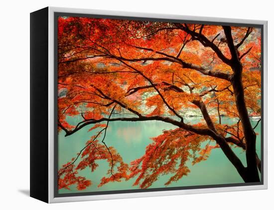 Maple Leaves, Arashi-Yama, Kyoto, Japan-null-Framed Premier Image Canvas