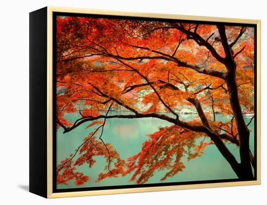 Maple Leaves, Arashi-Yama, Kyoto, Japan-null-Framed Premier Image Canvas