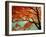 Maple Leaves, Arashi-Yama, Kyoto, Japan-null-Framed Photographic Print