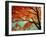 Maple Leaves, Arashi-Yama, Kyoto, Japan-null-Framed Photographic Print