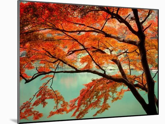 Maple Leaves, Arashi-Yama, Kyoto, Japan-null-Mounted Photographic Print