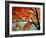 Maple Leaves, Arashi-Yama, Kyoto, Japan-null-Framed Photographic Print