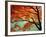 Maple Leaves, Arashi-Yama, Kyoto, Japan-null-Framed Photographic Print