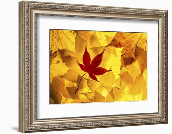 Maple leaves backlit on lightbox, Broxwater, Cornwall, UK-Ross Hoddinott-Framed Photographic Print