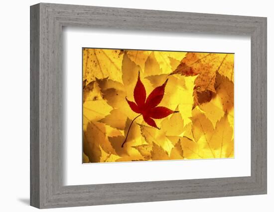 Maple leaves backlit on lightbox, Broxwater, Cornwall, UK-Ross Hoddinott-Framed Photographic Print