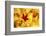 Maple leaves backlit on lightbox, Broxwater, Cornwall, UK-Ross Hoddinott-Framed Photographic Print