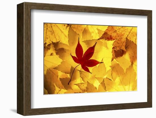 Maple leaves backlit on lightbox, Broxwater, Cornwall, UK-Ross Hoddinott-Framed Photographic Print