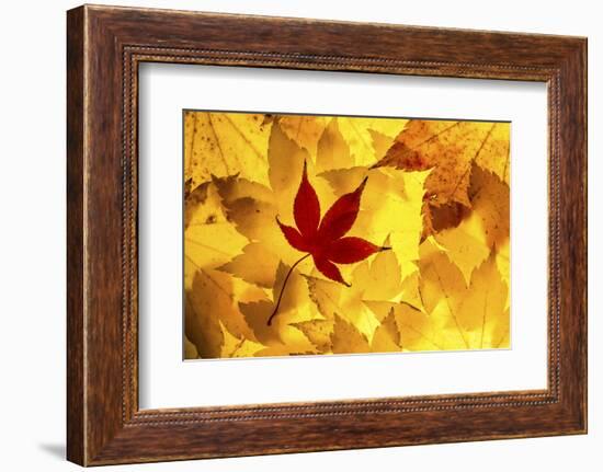 Maple leaves backlit on lightbox, Broxwater, Cornwall, UK-Ross Hoddinott-Framed Photographic Print