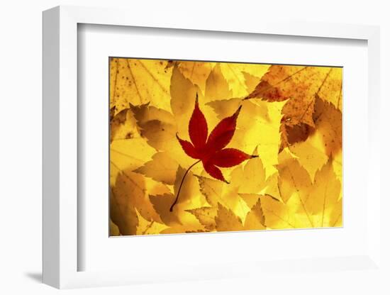 Maple leaves backlit on lightbox, Broxwater, Cornwall, UK-Ross Hoddinott-Framed Photographic Print
