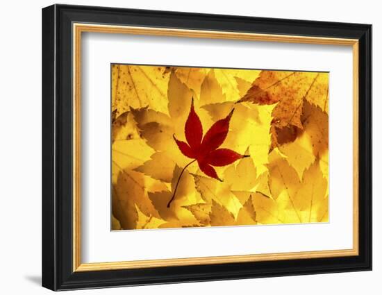 Maple leaves backlit on lightbox, Broxwater, Cornwall, UK-Ross Hoddinott-Framed Photographic Print