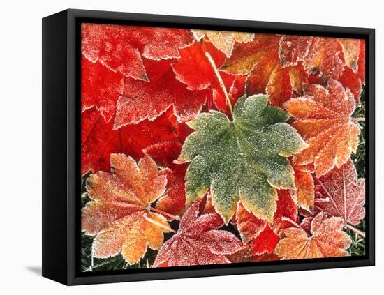 Maple Leaves, Close-Up-Stuart Westmorland-Framed Premier Image Canvas