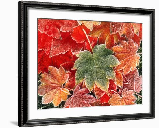 Maple Leaves, Close-Up-Stuart Westmorland-Framed Photographic Print