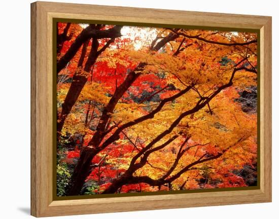 Maple Leaves, Hiuga Daijingu Shrine, Kyoto, Japan-null-Framed Premier Image Canvas