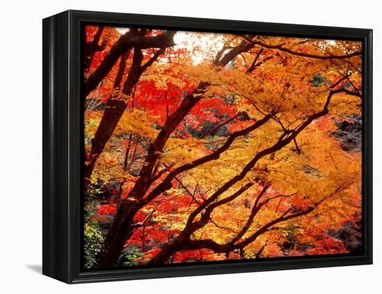 Maple Leaves, Hiuga Daijingu Shrine, Kyoto, Japan-null-Framed Premier Image Canvas