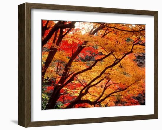 Maple Leaves, Hiuga Daijingu Shrine, Kyoto, Japan-null-Framed Photographic Print