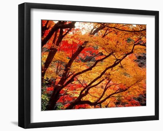 Maple Leaves, Hiuga Daijingu Shrine, Kyoto, Japan-null-Framed Photographic Print