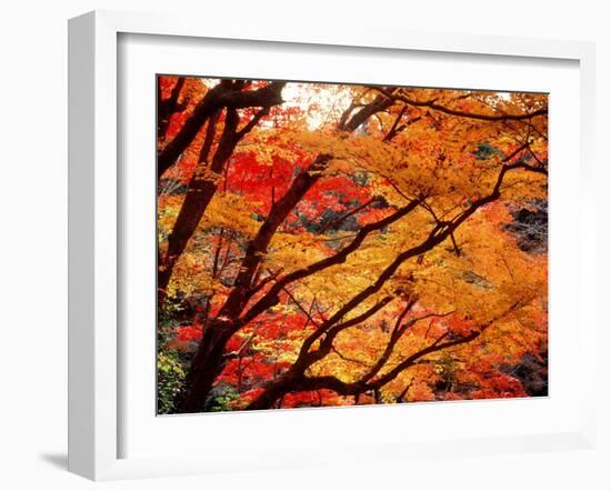 Maple Leaves, Hiuga Daijingu Shrine, Kyoto, Japan-null-Framed Photographic Print