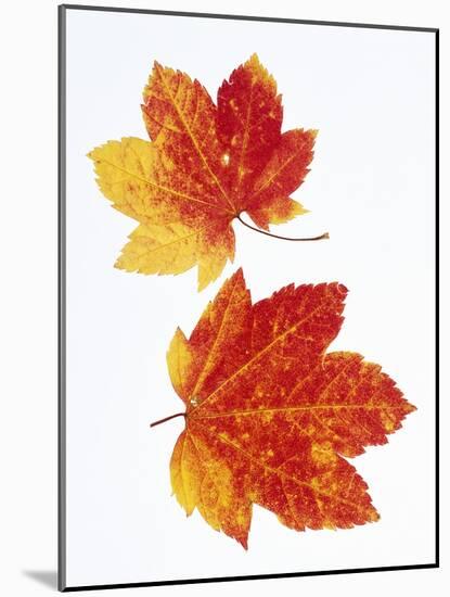 Maple Leaves in Autumn Color-Don Mason-Mounted Photographic Print
