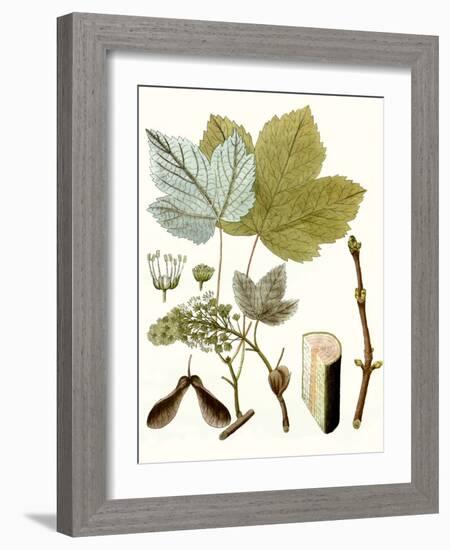 Maple Leaves IV-null-Framed Art Print