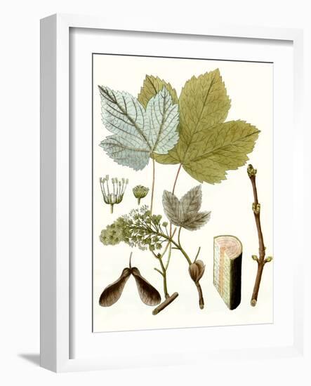 Maple Leaves IV-null-Framed Art Print