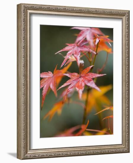 Maple Leaves, Kyoto, Kansai, Honshu, Japan-Schlenker Jochen-Framed Photographic Print