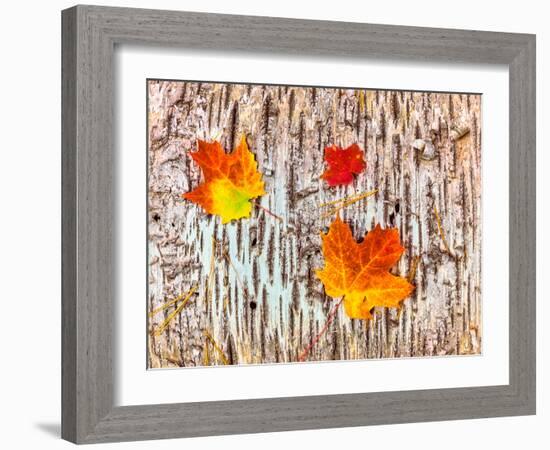 Maple leaves on bark of Birch tree, Keweenaw Peninsula, Upper Peninsula, Alger County, Michigan...-null-Framed Photographic Print