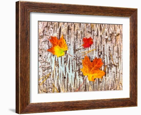 Maple leaves on bark of Birch tree, Keweenaw Peninsula, Upper Peninsula, Alger County, Michigan...-null-Framed Photographic Print