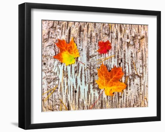 Maple leaves on bark of Birch tree, Keweenaw Peninsula, Upper Peninsula, Alger County, Michigan...-null-Framed Photographic Print