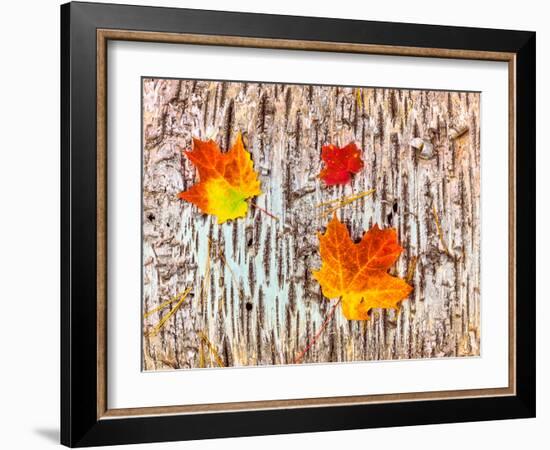 Maple leaves on bark of Birch tree, Keweenaw Peninsula, Upper Peninsula, Alger County, Michigan...-null-Framed Photographic Print